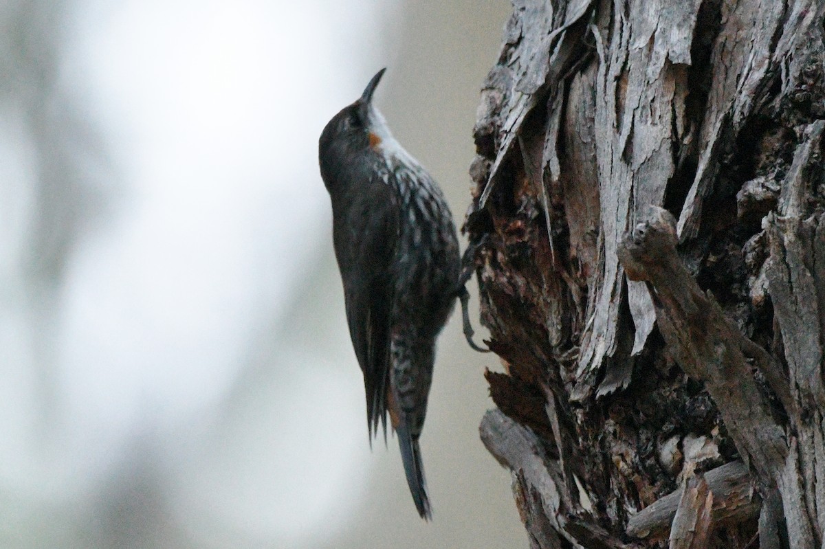 White-throated Treecreeper - ML208290281