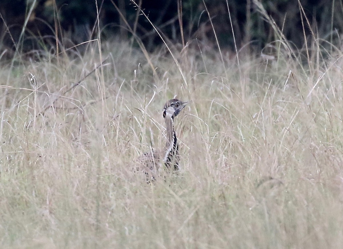 Black-bellied Bustard - ML208290571