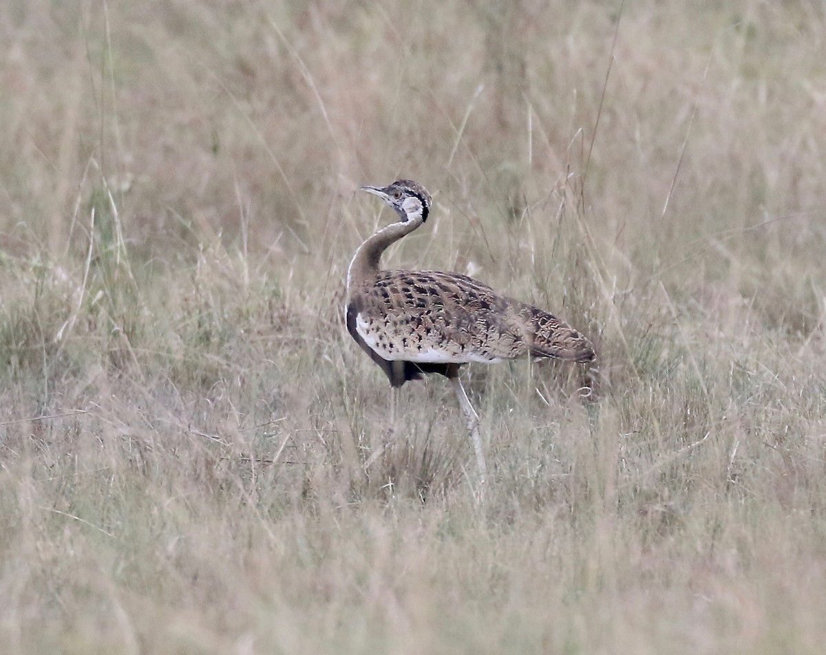 Black-bellied Bustard - ML208290581