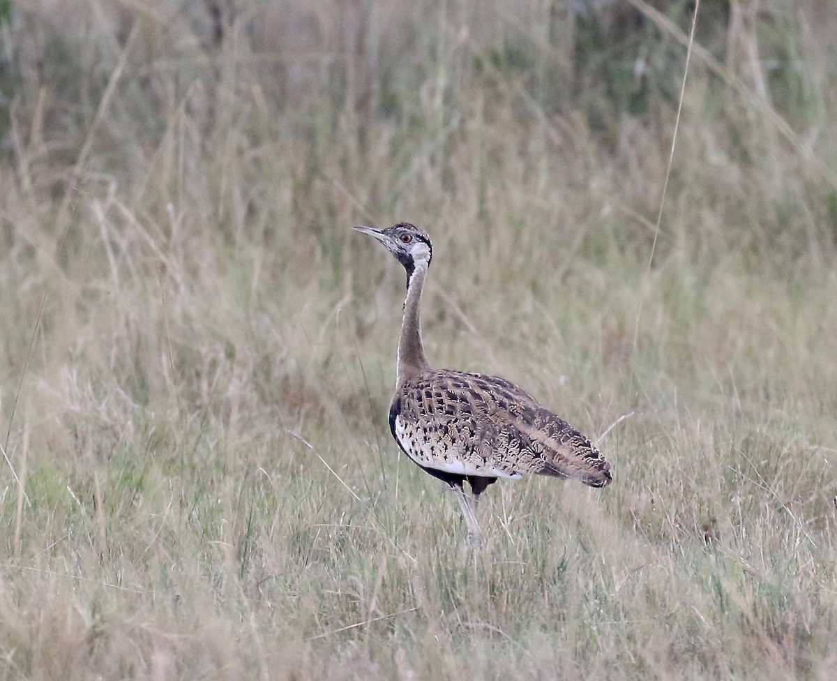 Black-bellied Bustard - ML208290601