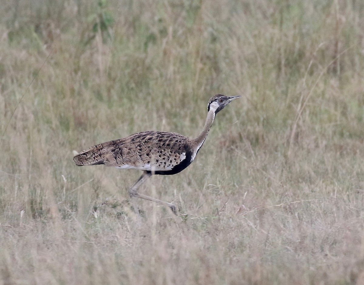 Black-bellied Bustard - ML208290651