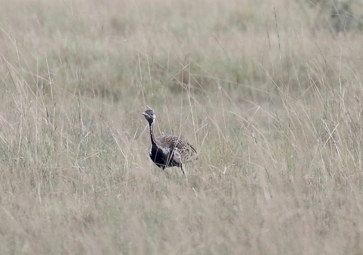 Black-bellied Bustard - ML208290711