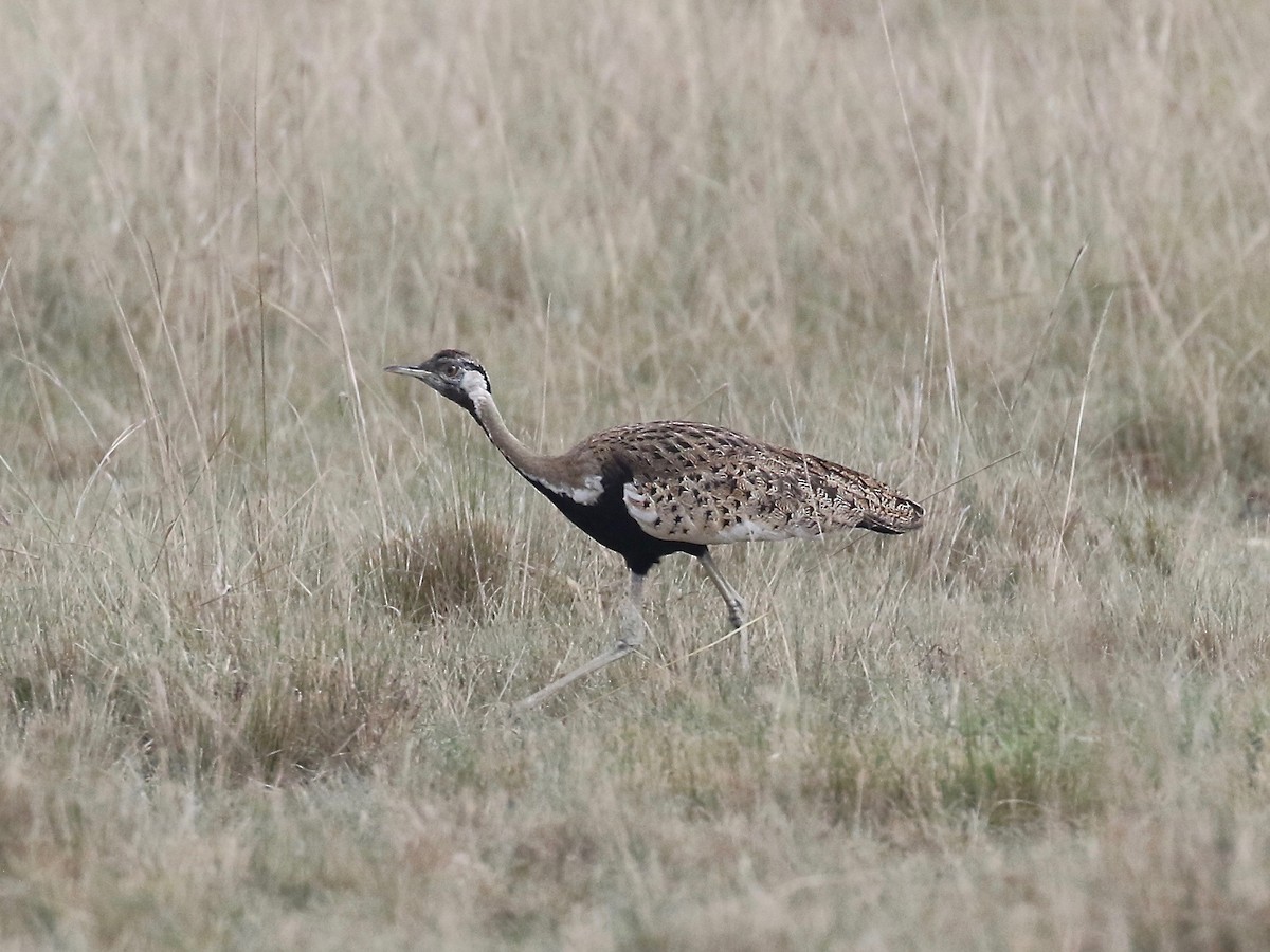 Black-bellied Bustard - ML208290721