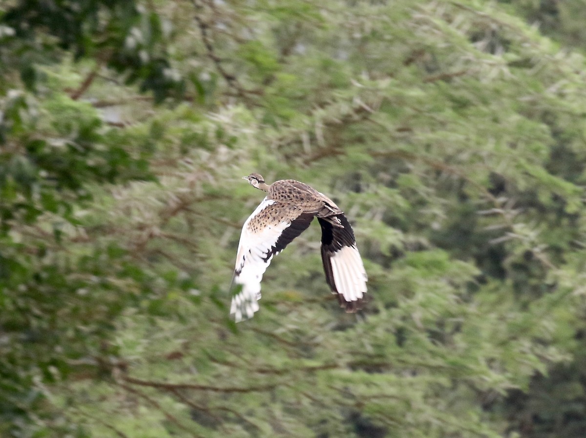 Black-bellied Bustard - ML208290731