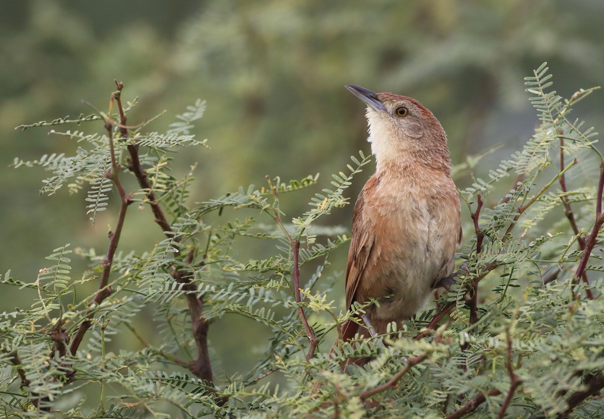 Freckle-breasted Thornbird - ML208290961