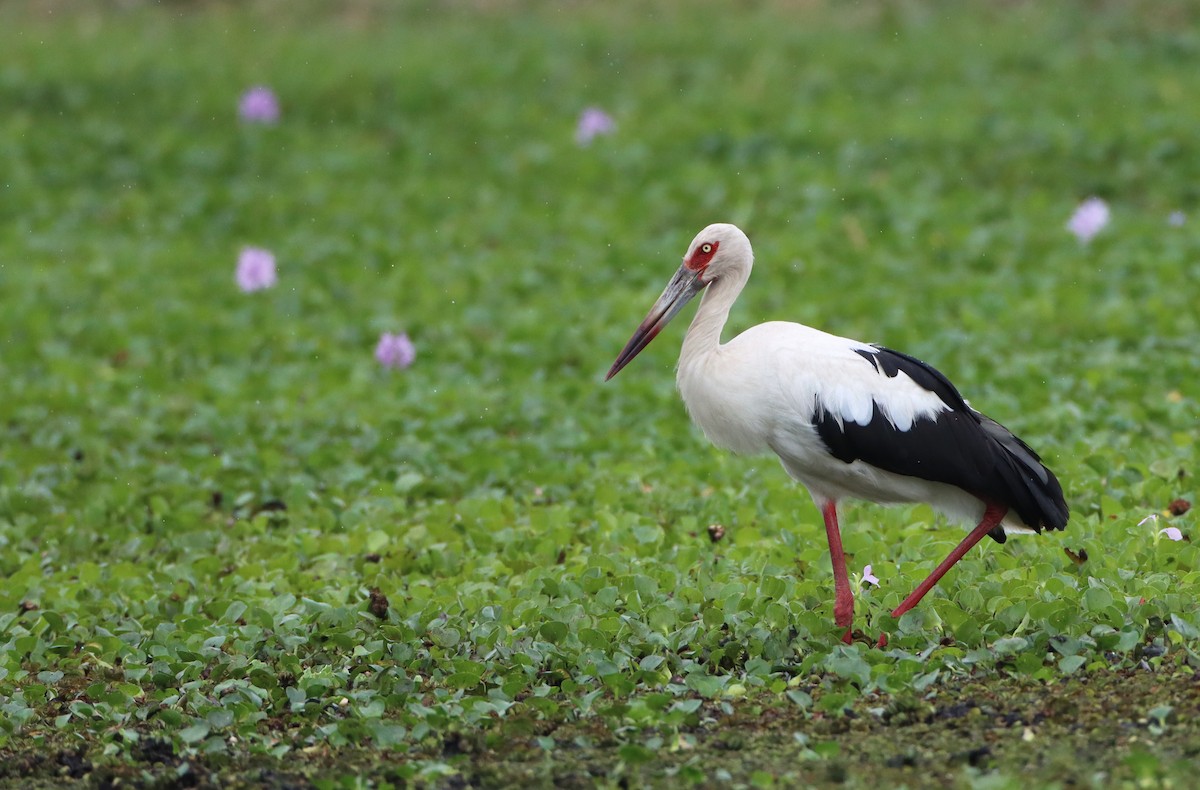 Maguari Stork - Luke Seitz