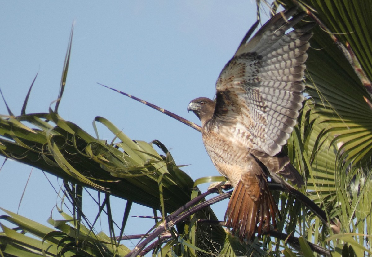 Red-tailed Hawk - ML208291291