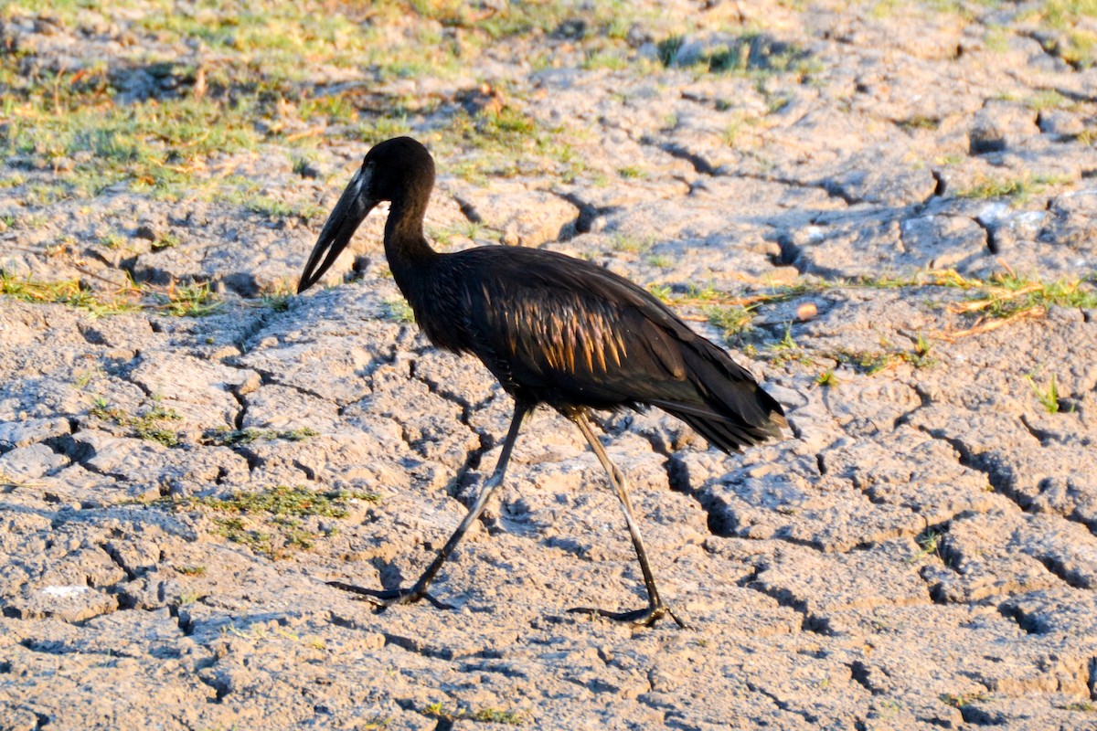 African Openbill - ML208291421