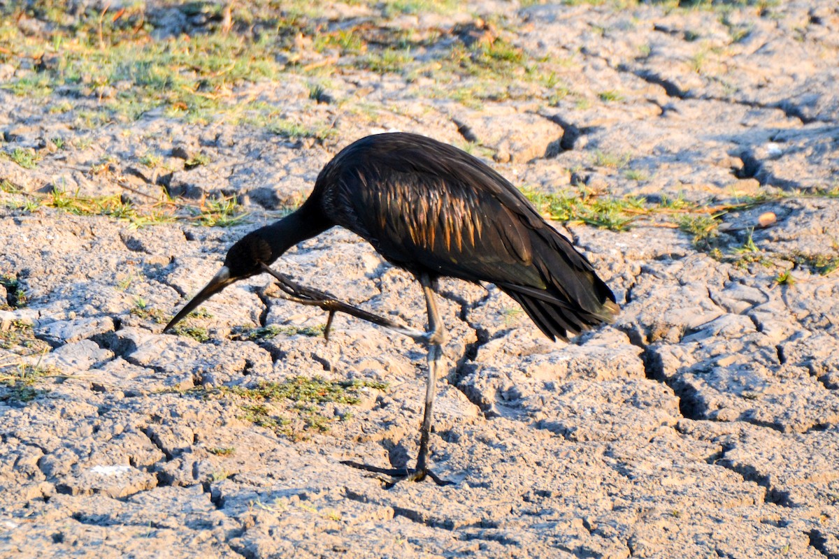 African Openbill - ML208291551