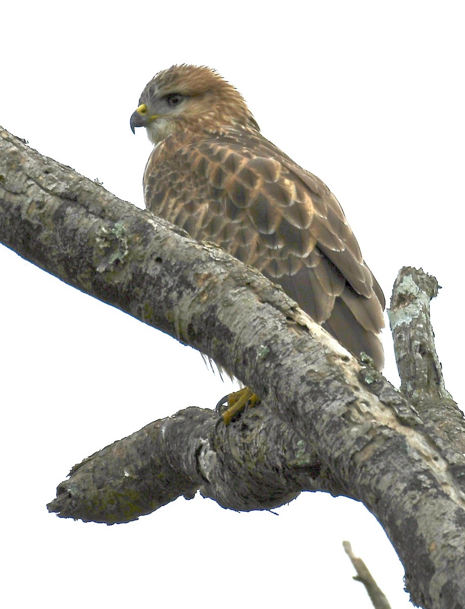 Common Buzzard - Theresa Bucher