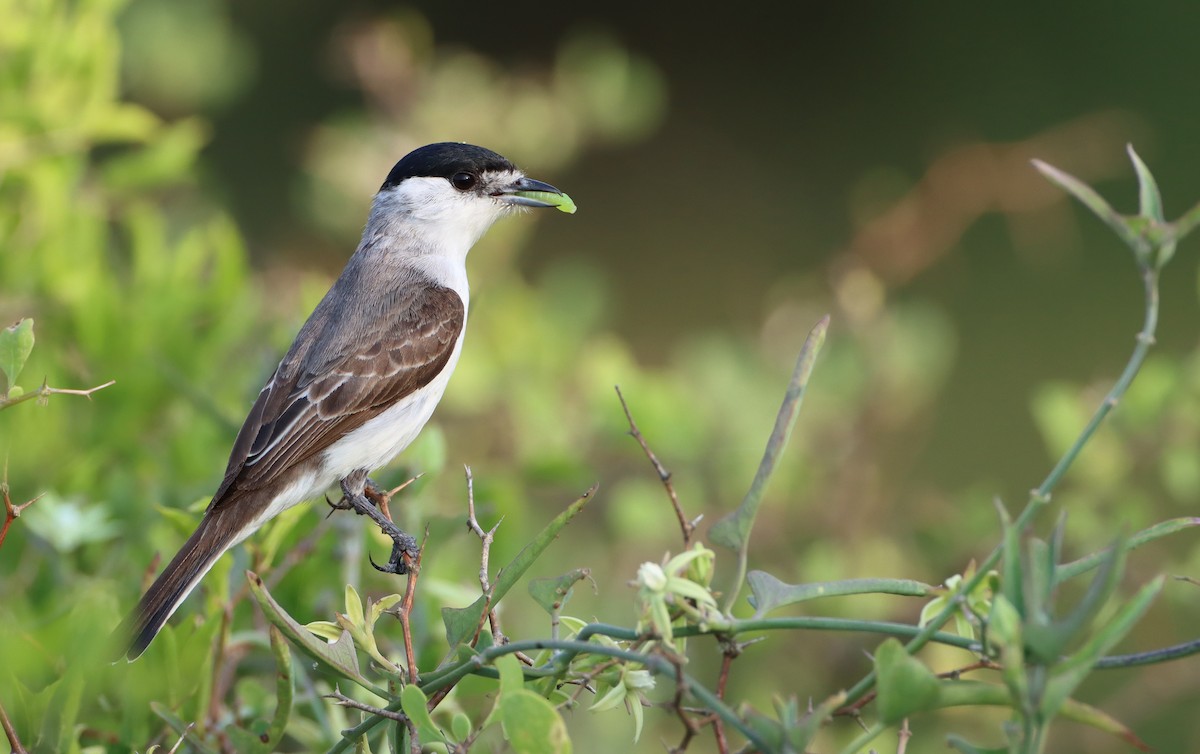 White-naped Xenopsaris - ML208291811