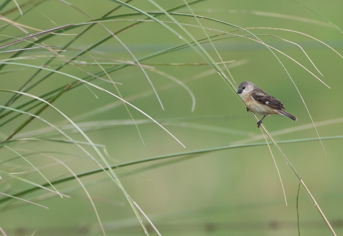 Marsh Seedeater - ML208293061