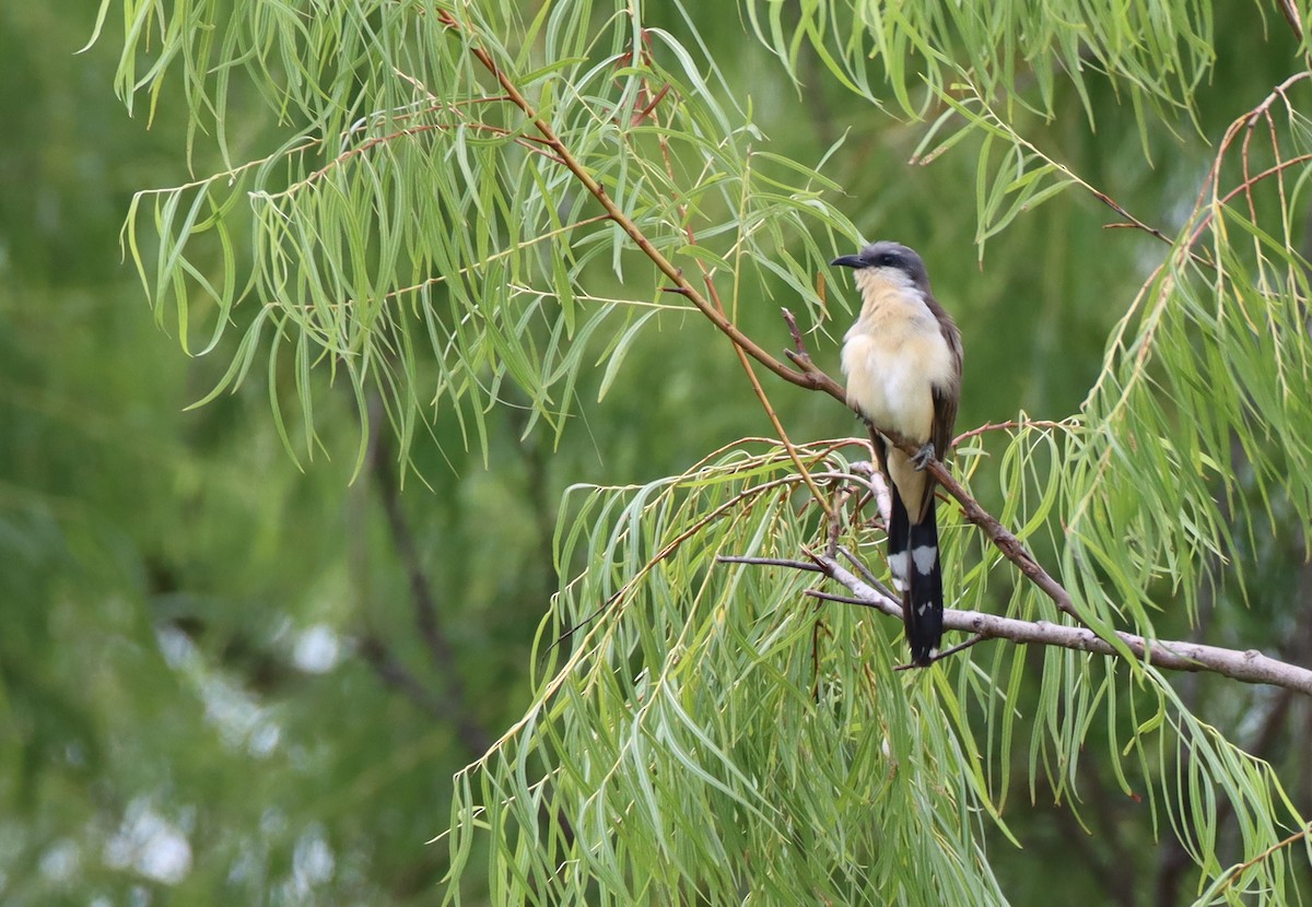 Dark-billed Cuckoo - ML208293681