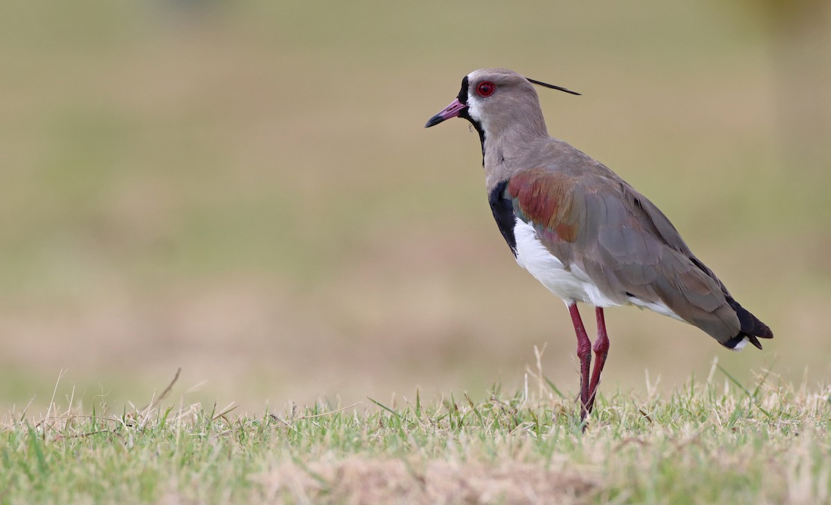 Southern Lapwing - Luke Seitz