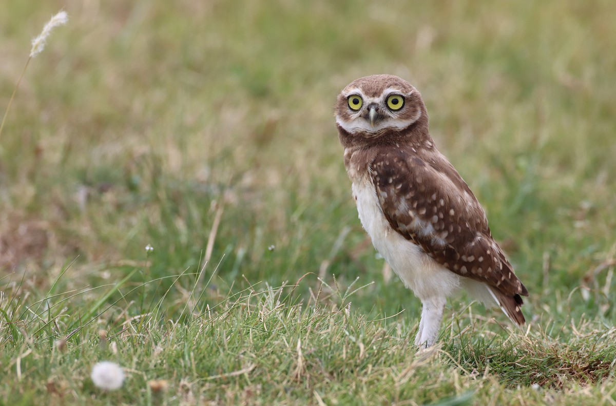 Burrowing Owl - Luke Seitz