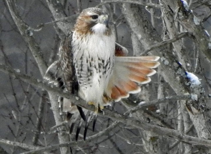 Red-tailed Hawk - ML208295161