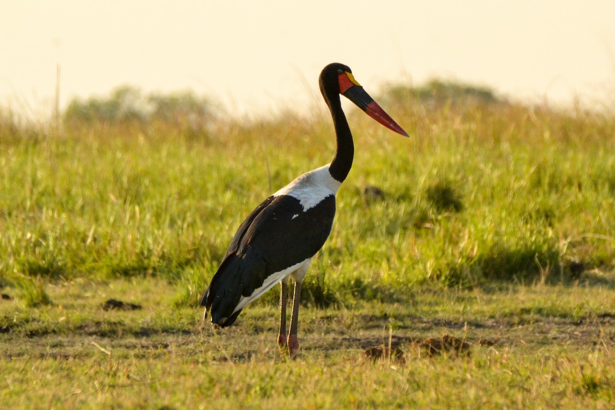 Saddle-billed Stork - ML208296601