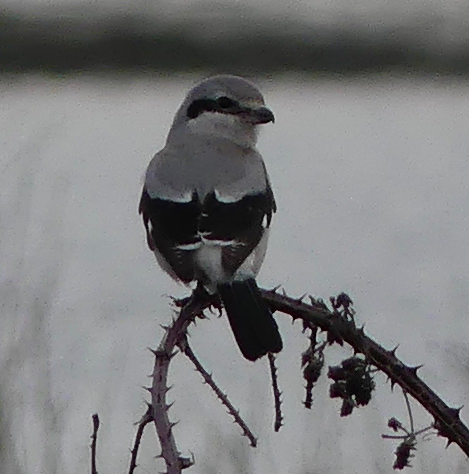 Northern Shrike - ML208297051