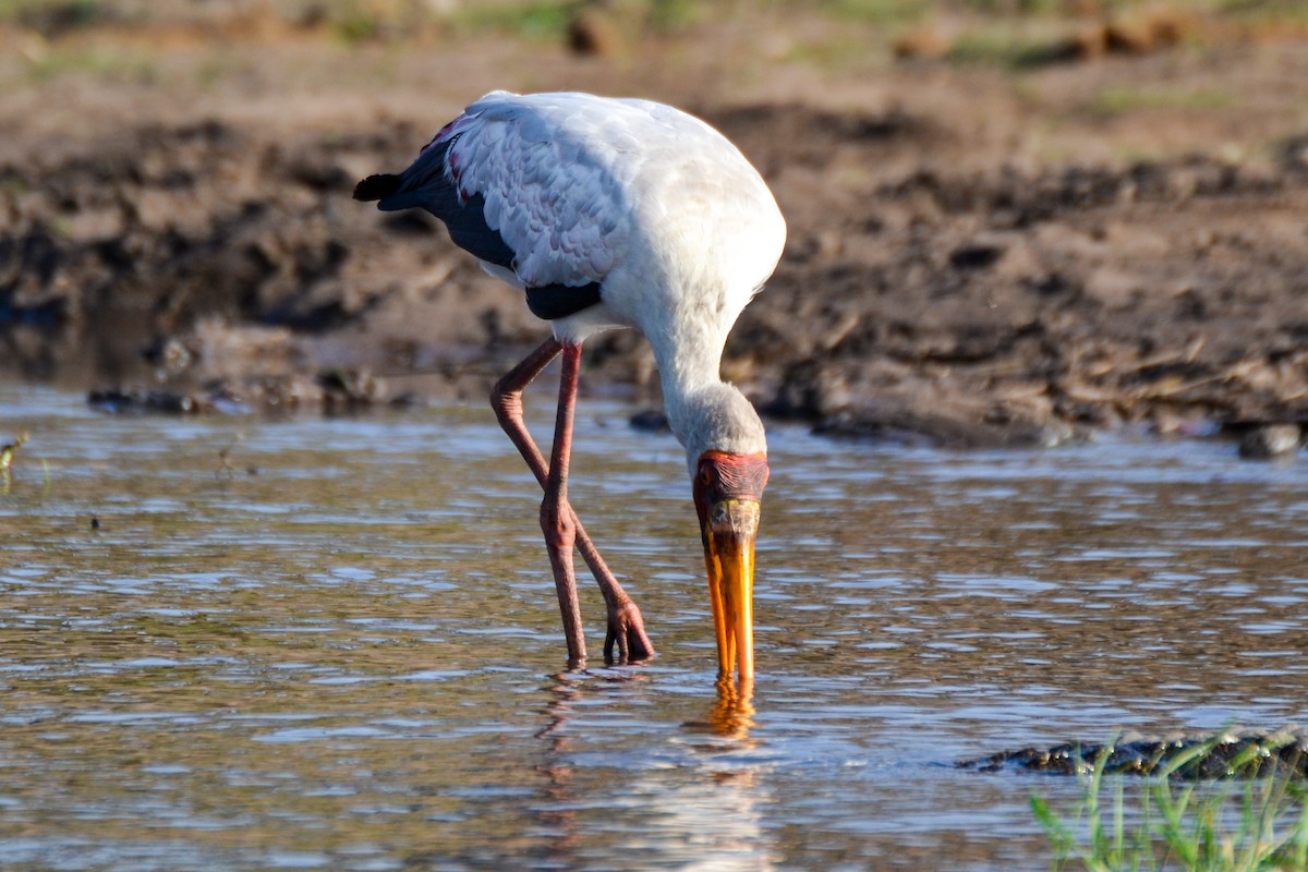 Yellow-billed Stork - ML208297131