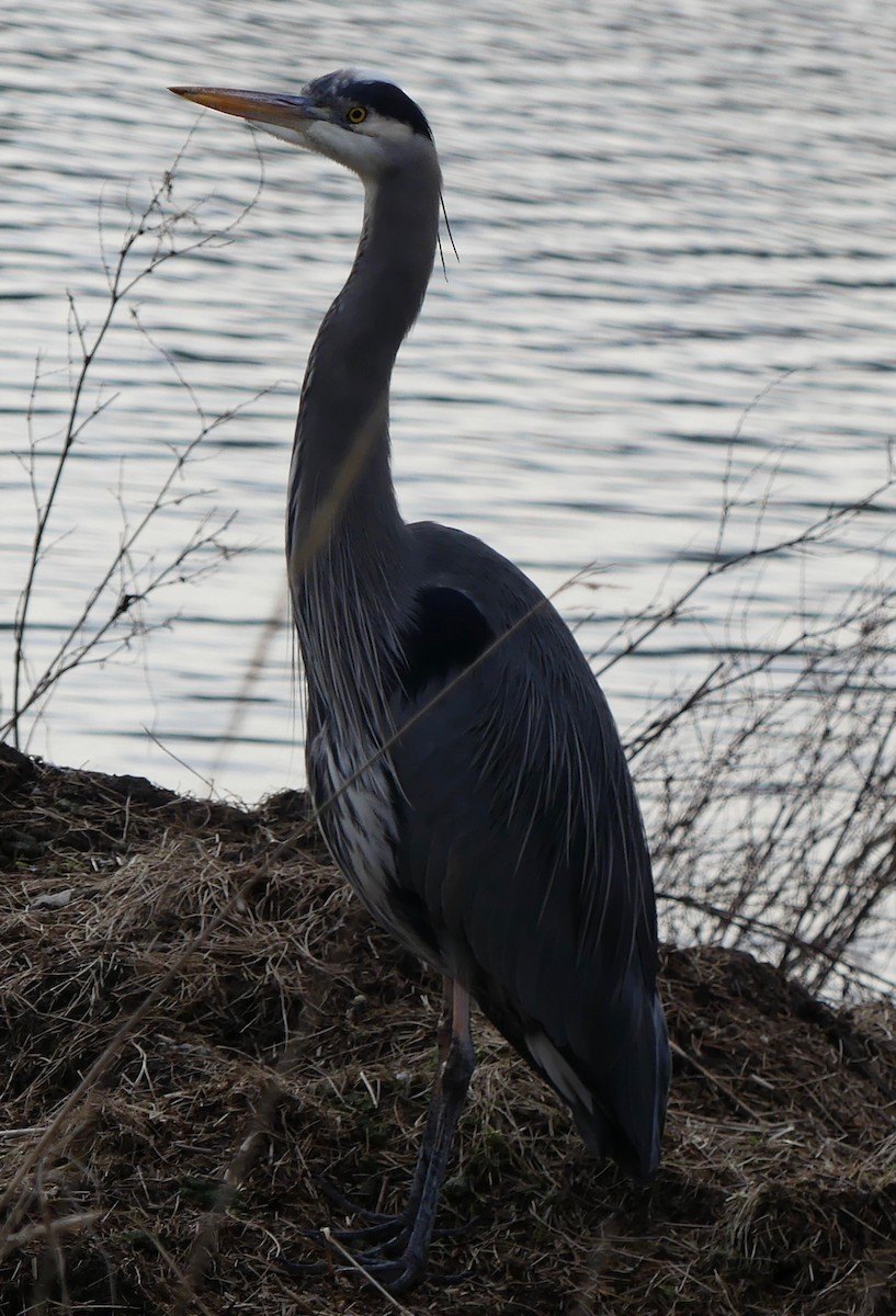 Great Blue Heron - ML208297321