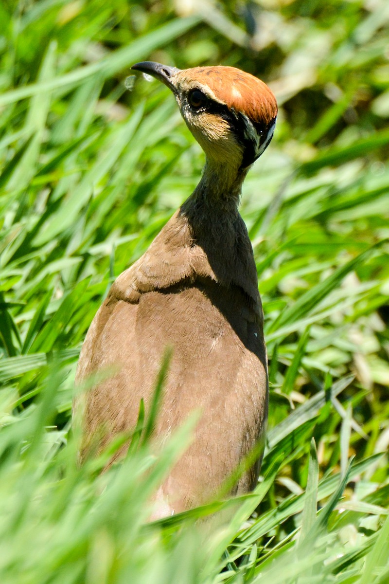 Temminck's Courser - ML208299181