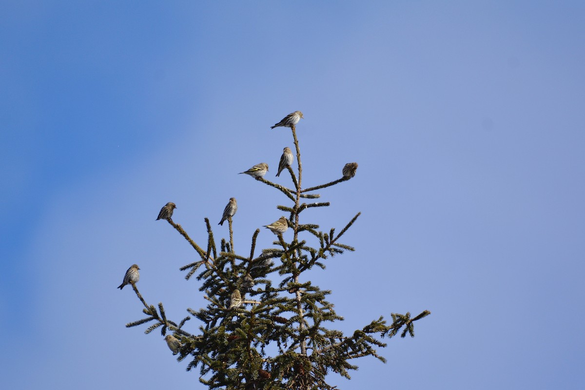 Pine Siskin - ML208302471