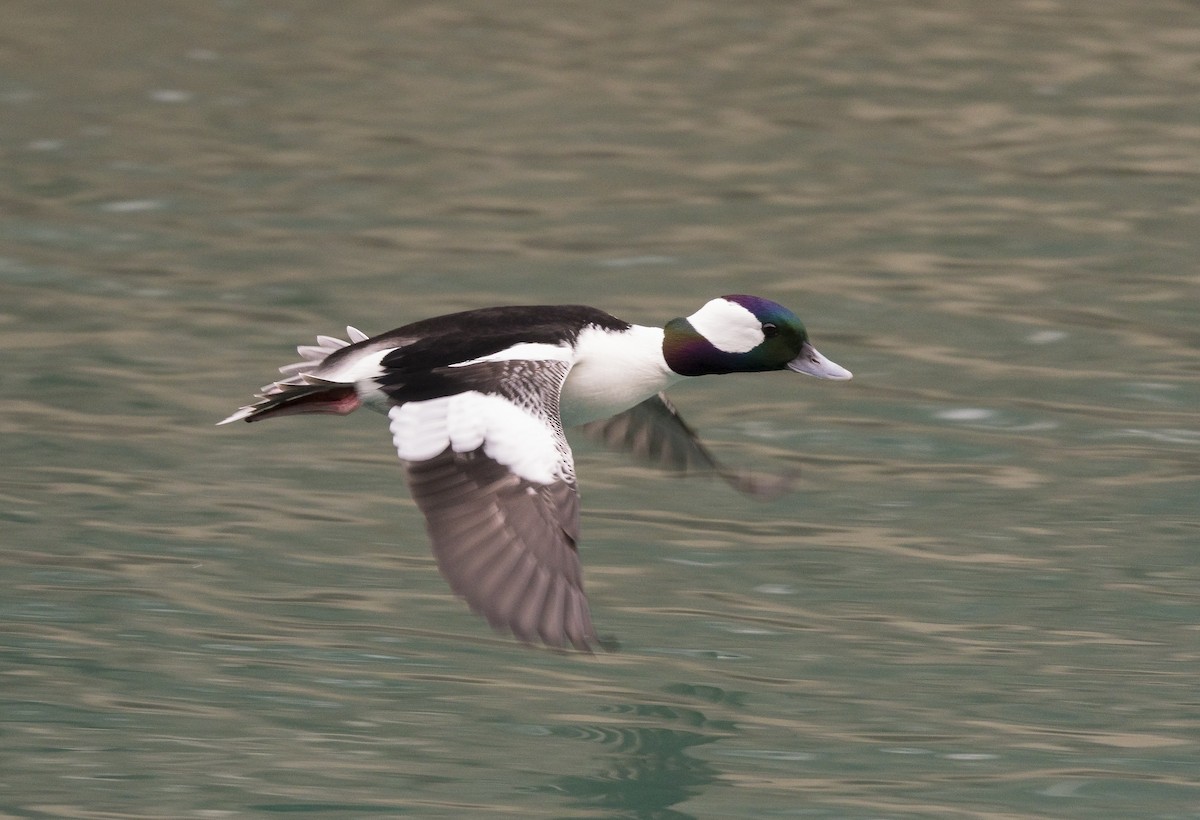 Bufflehead - Ian Routley