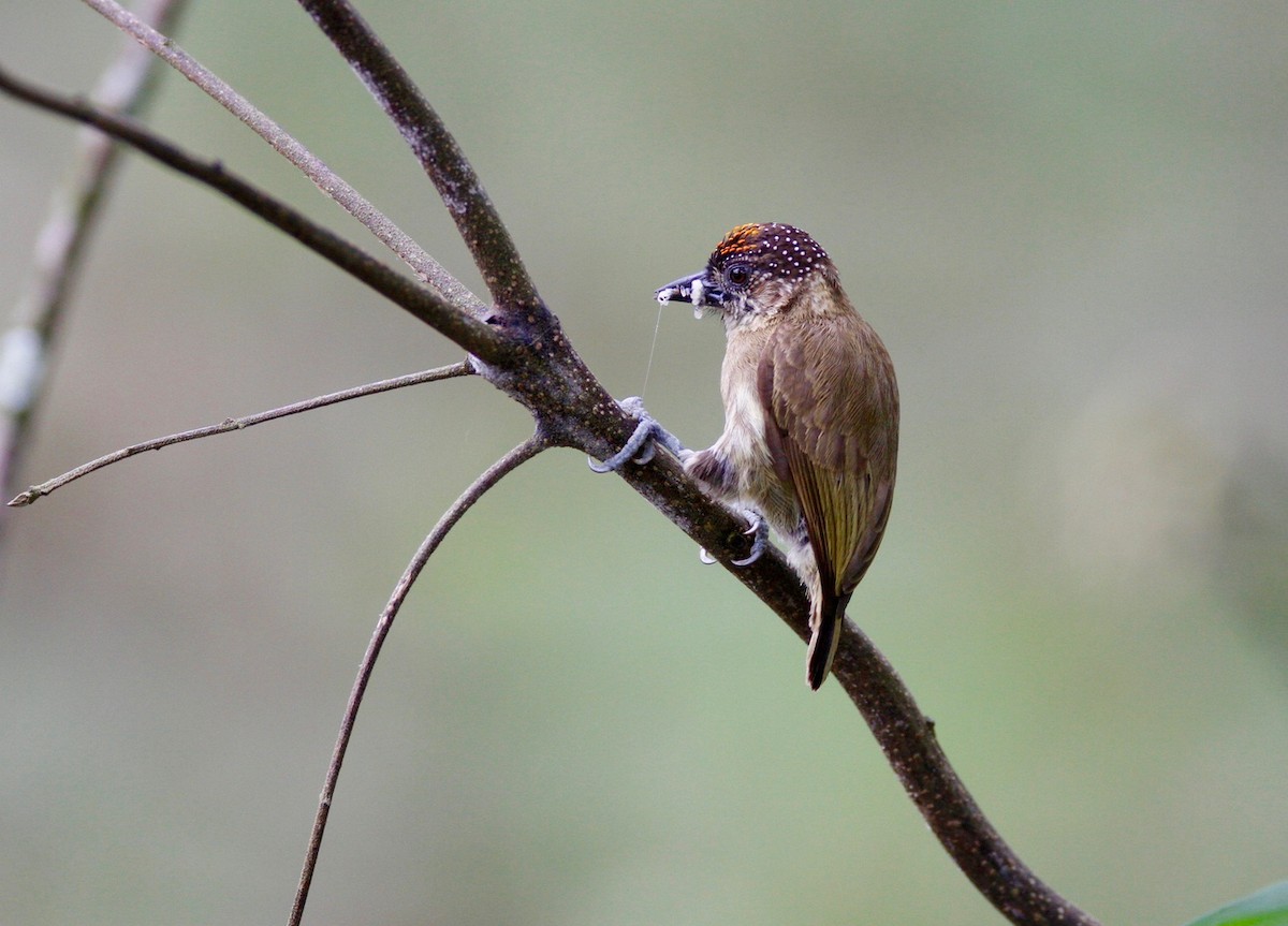 Olivaceous Piculet - ML20830391