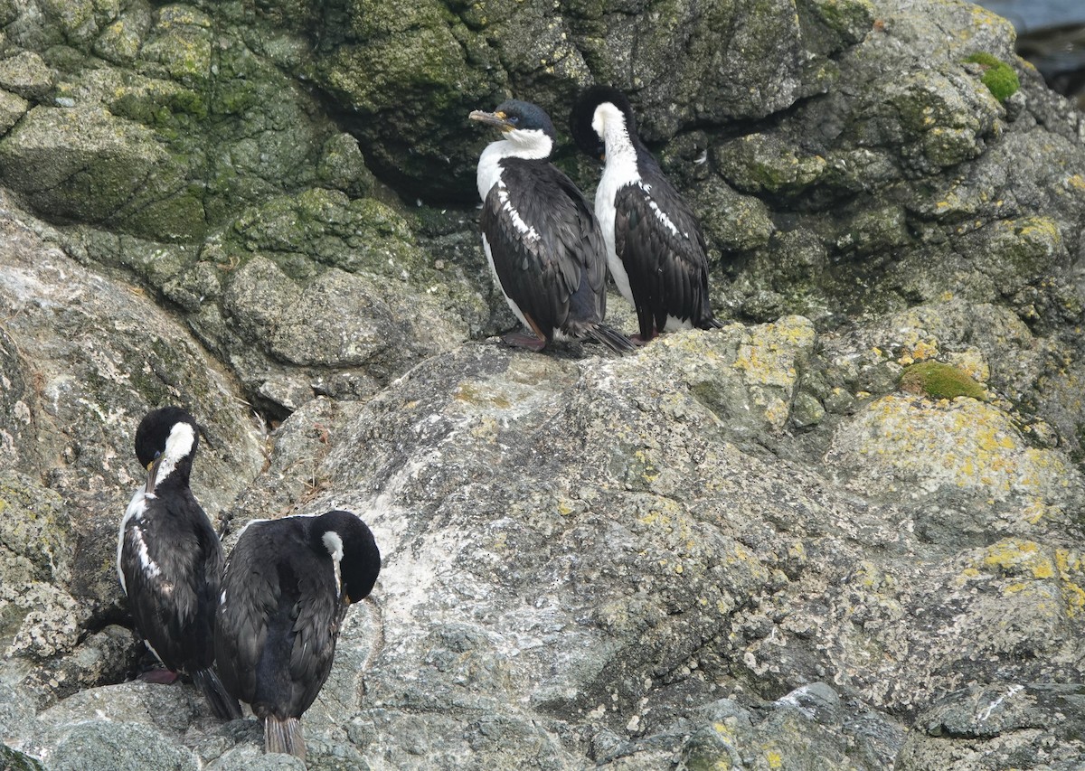 Macquarie Shag - Max Breckenridge