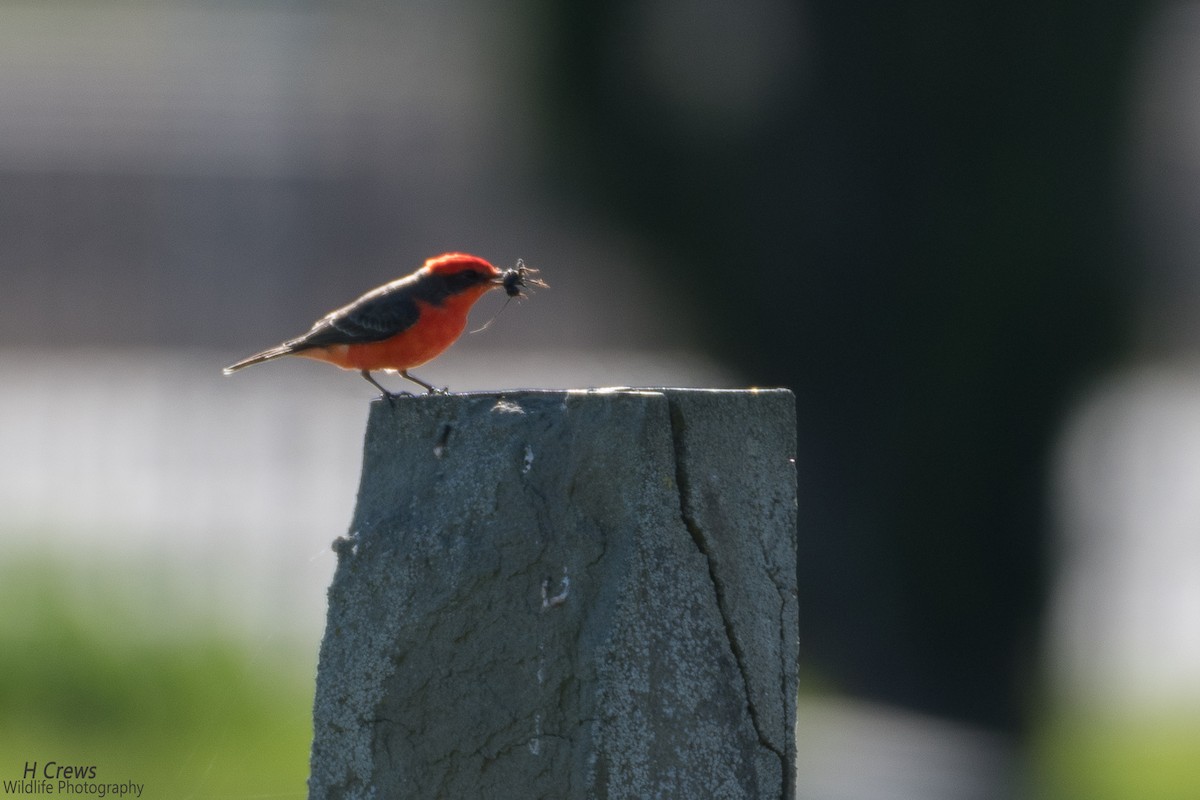 Vermilion Flycatcher - ML208308171