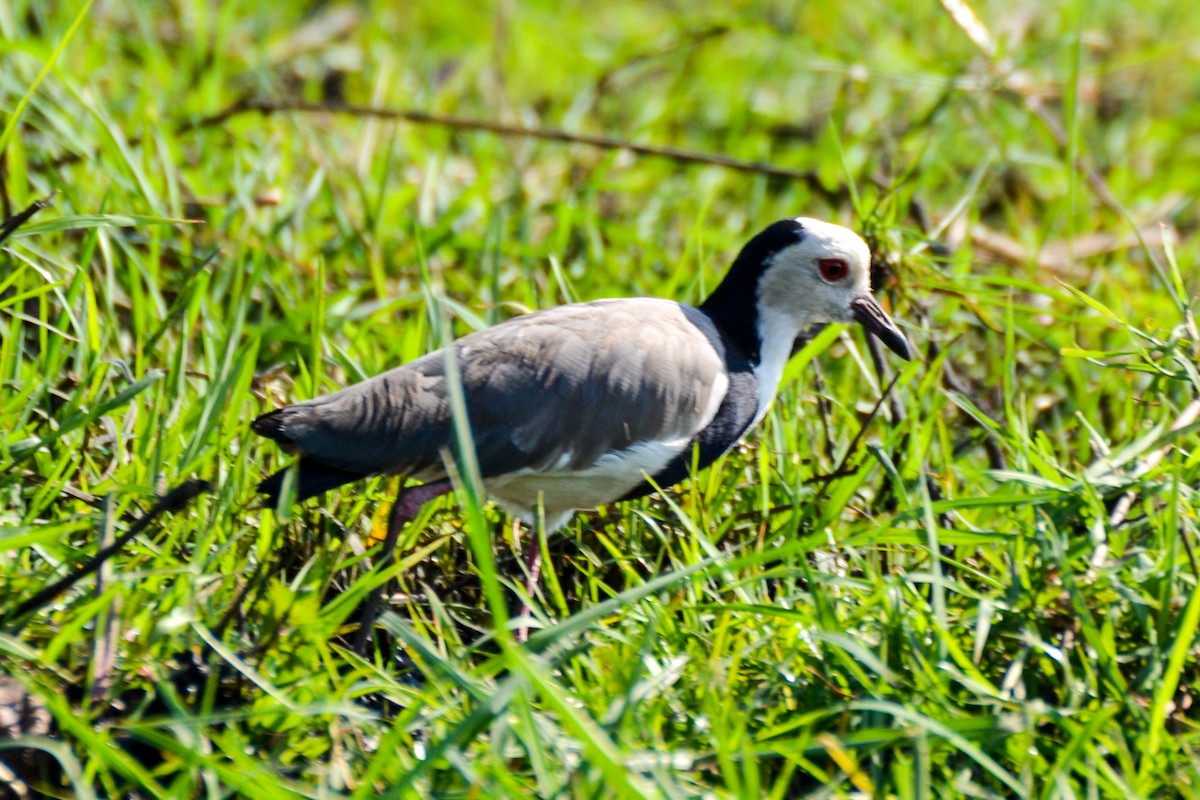 Vanneau à ailes blanches - ML208308181