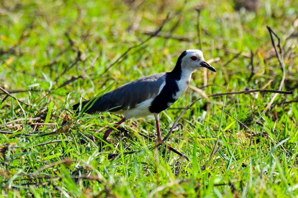 Vanneau à ailes blanches - ML208308401