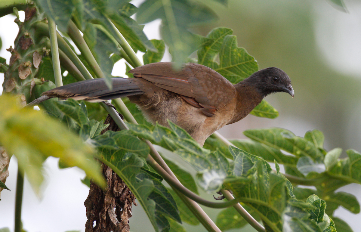 Gray-headed Chachalaca - Matt Bango