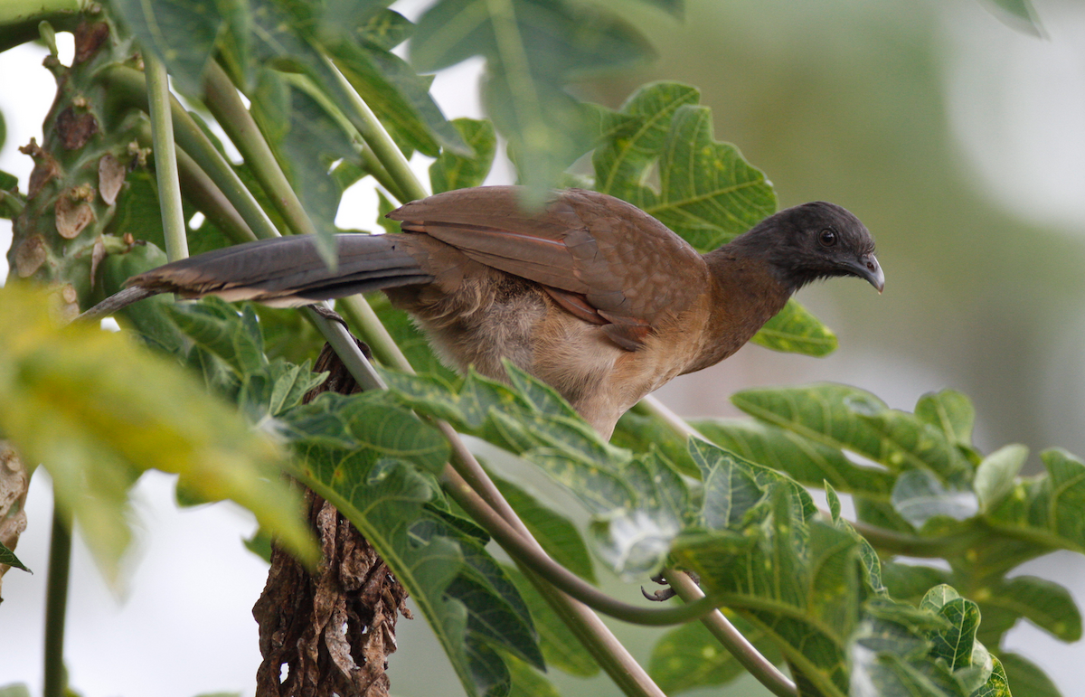 Gray-headed Chachalaca - ML20830891