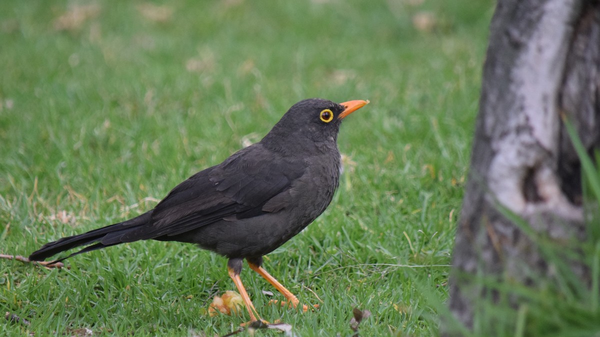 Great Thrush - Sam Zhang