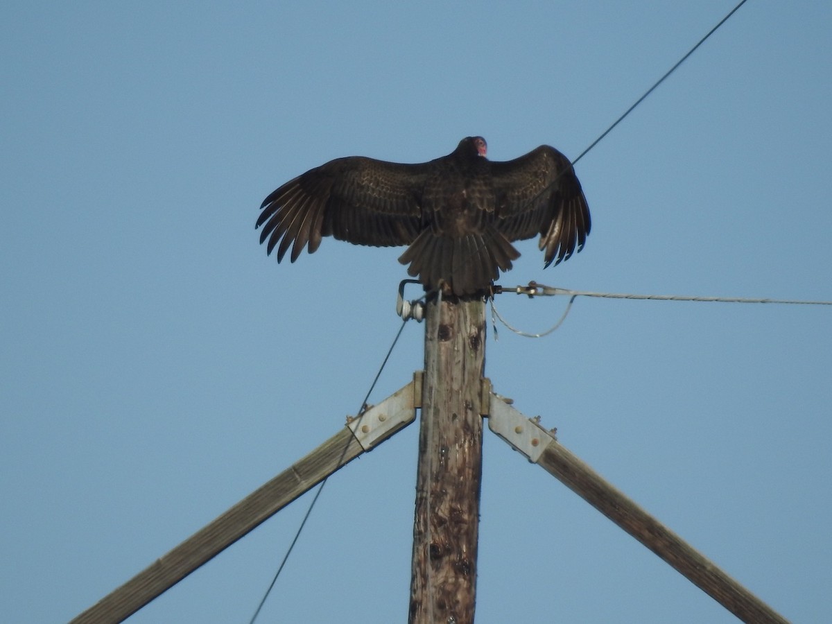 Turkey Vulture - ML208311281