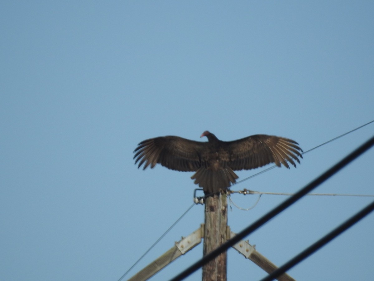 Turkey Vulture - ML208311301