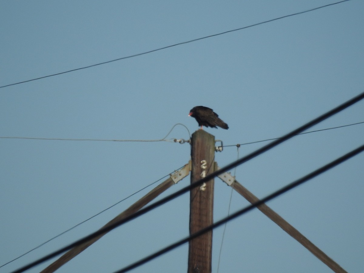 Turkey Vulture - ML208311311