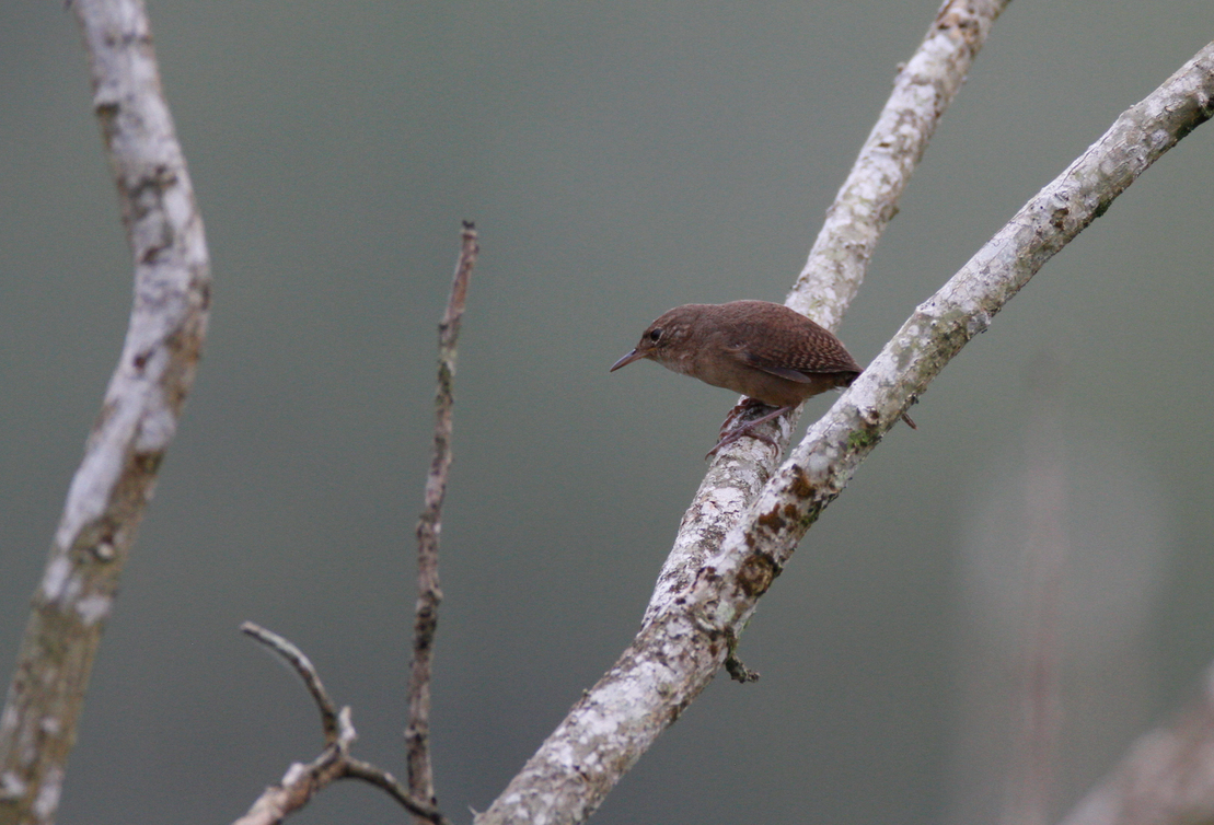 House Wren - ML20831141