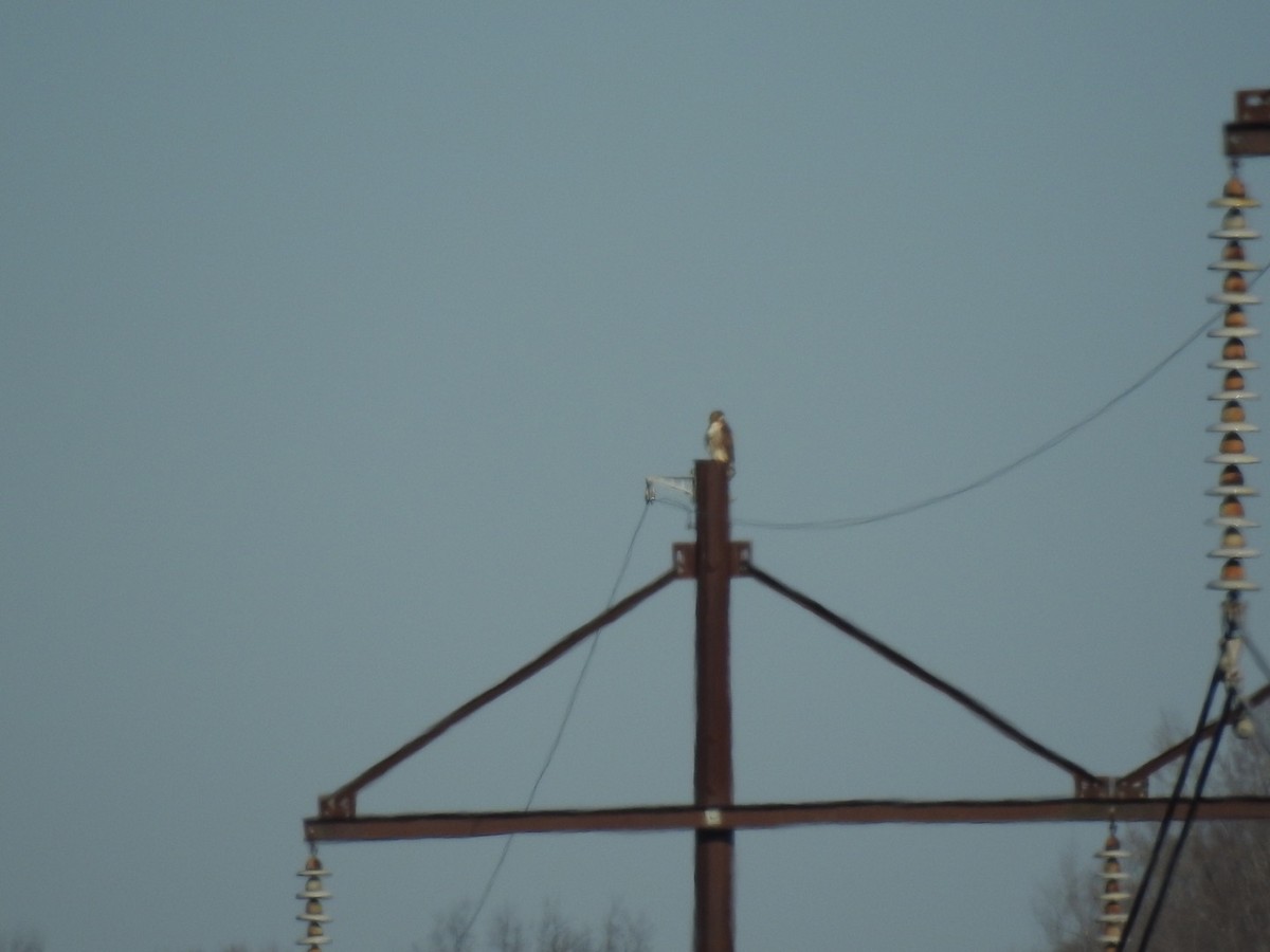 Red-tailed Hawk - ML208311451