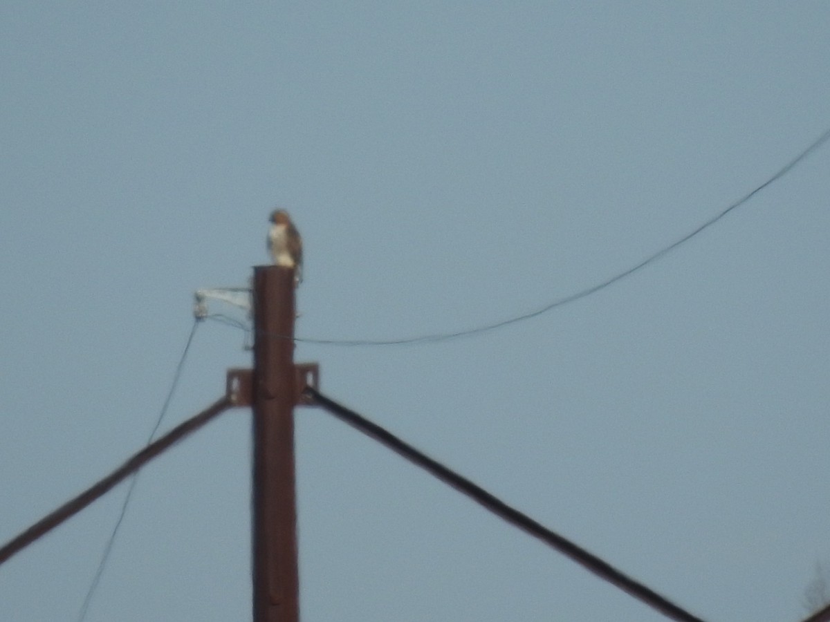 Red-tailed Hawk - ML208311461