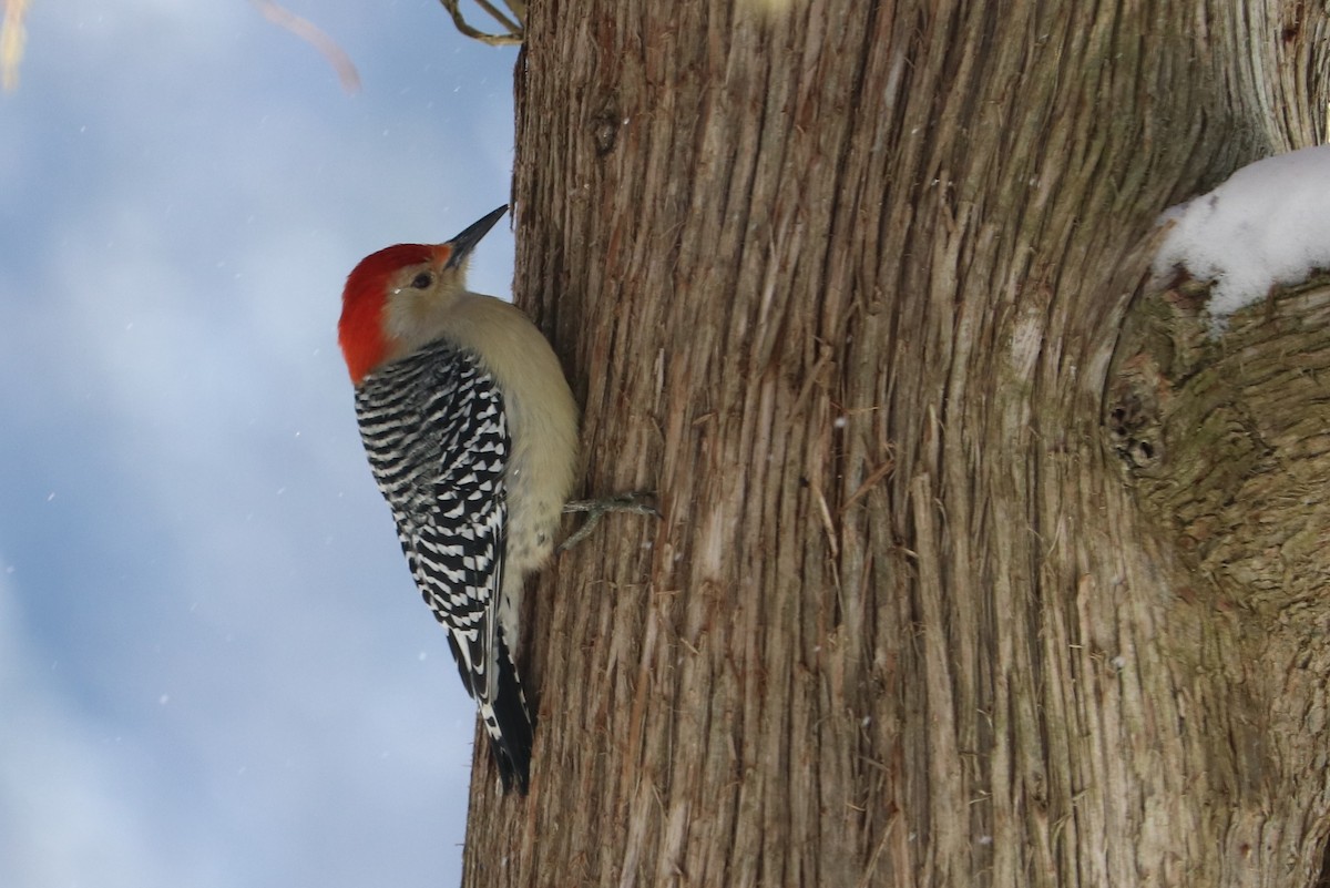 Red-bellied Woodpecker - ML208311521