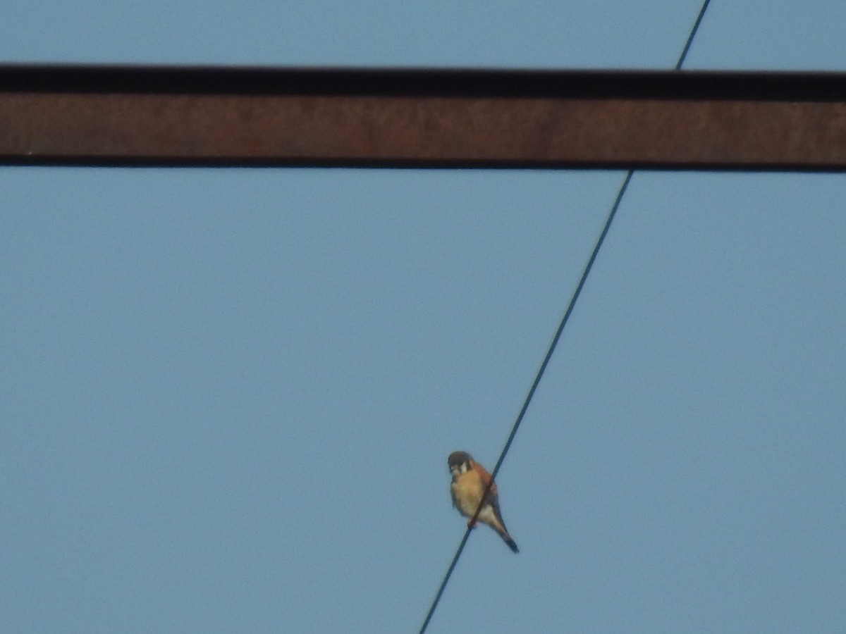 American Kestrel - ML208311771