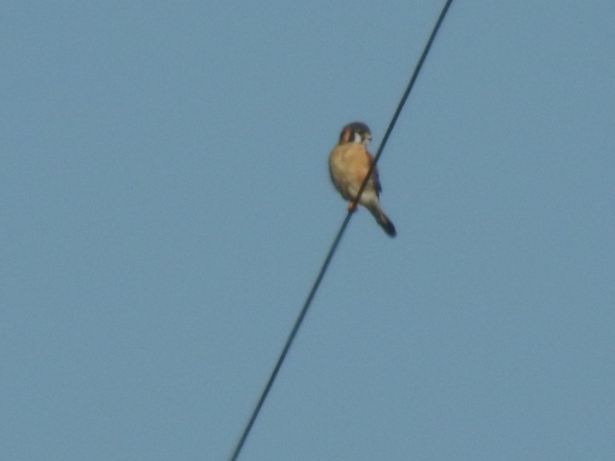 American Kestrel - ML208311781