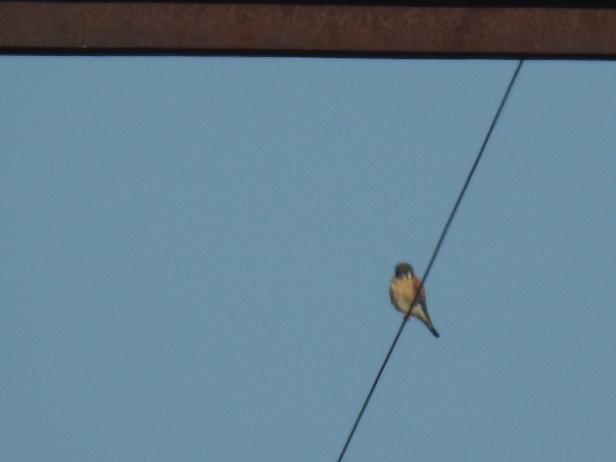 American Kestrel - ML208311791
