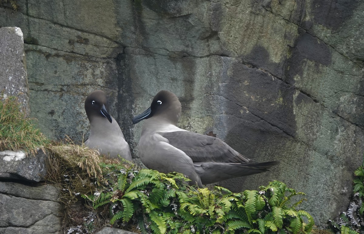 Light-mantled Albatross - Max Breckenridge