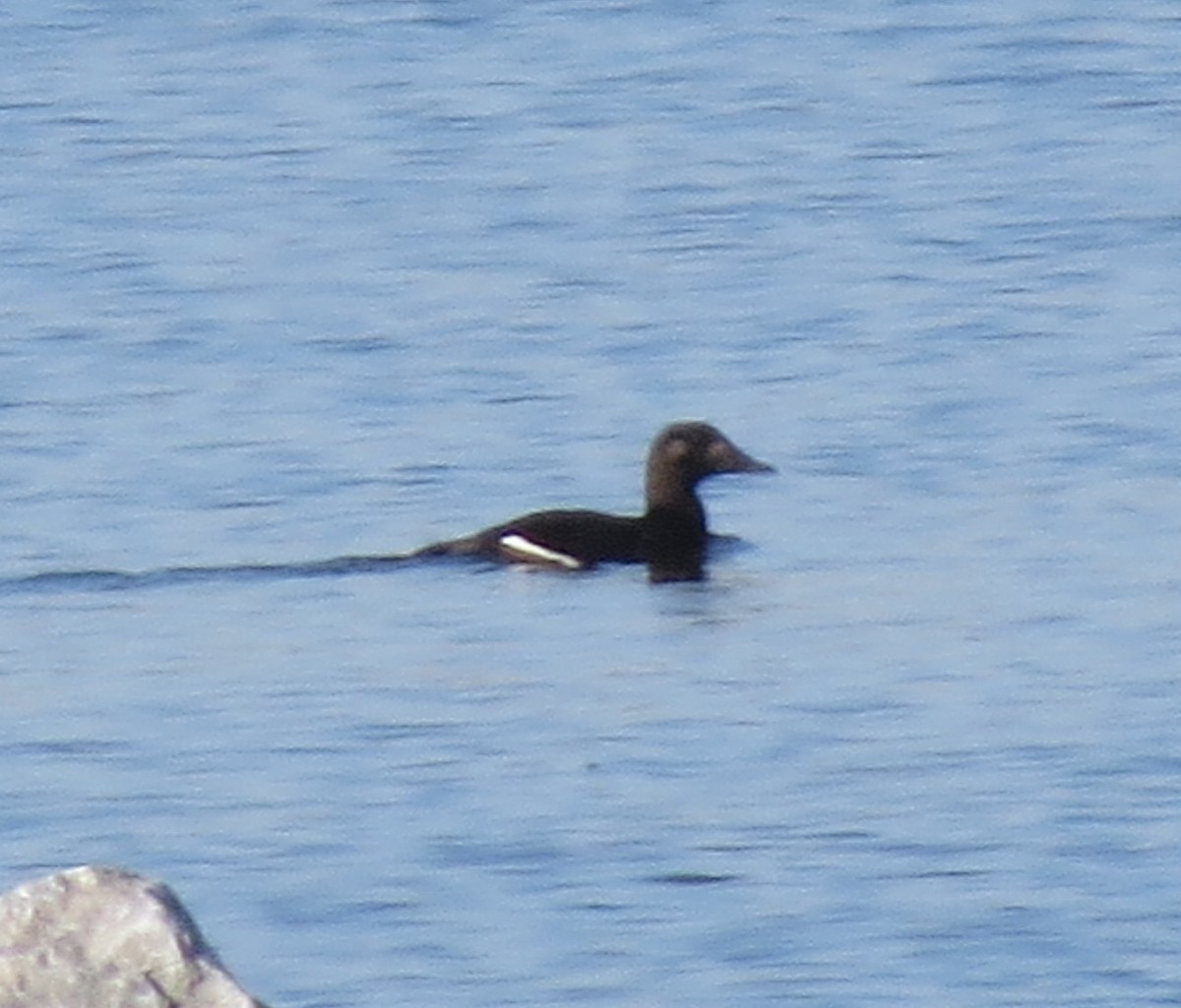 White-winged Scoter - ML20831251