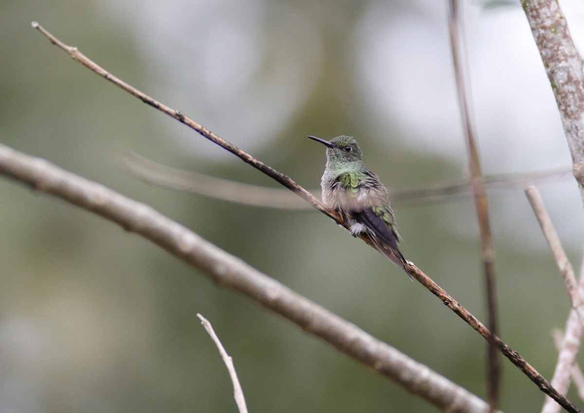 Scaly-breasted Hummingbird - ML20831261