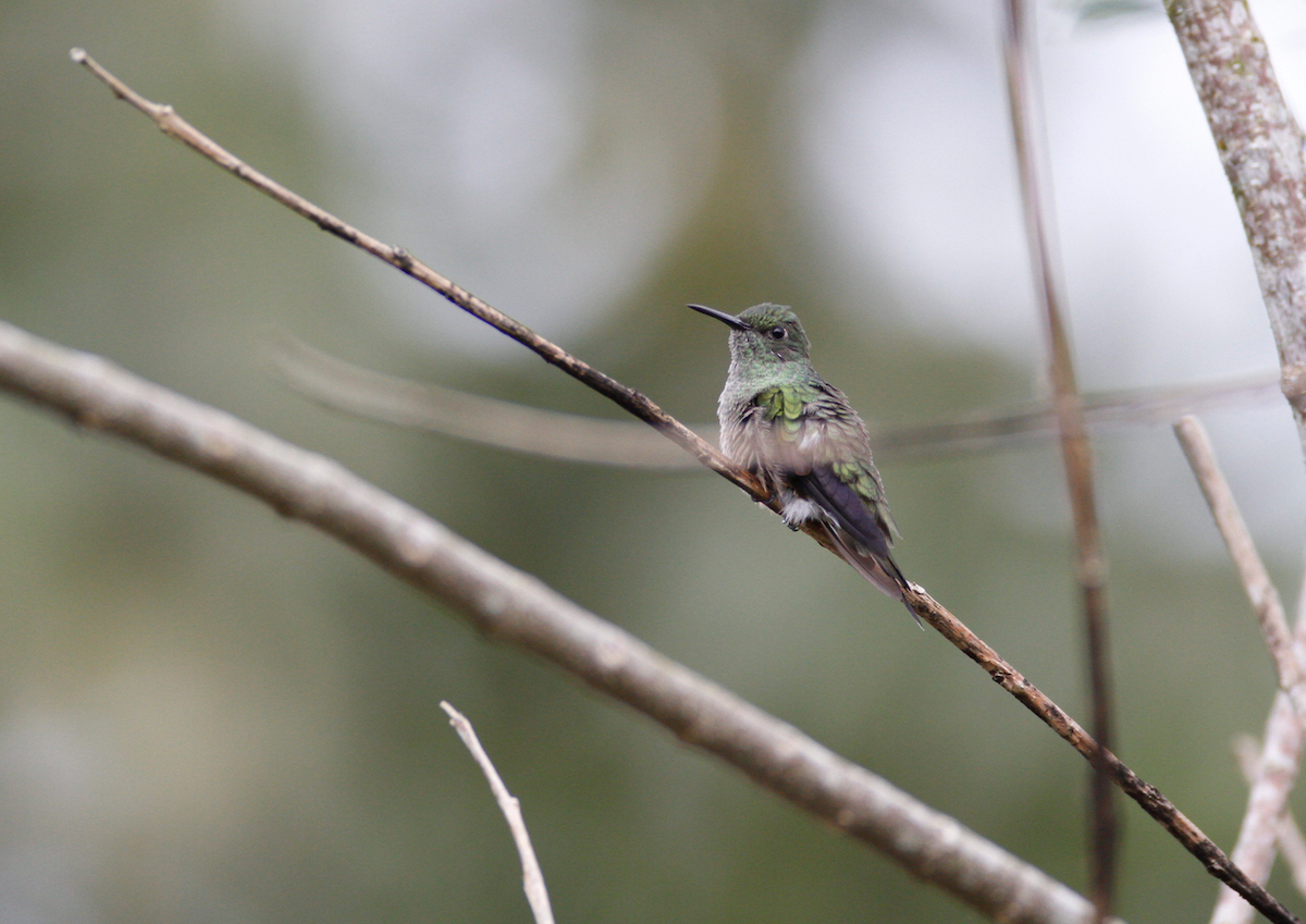 Colibri de Cuvier - ML20831261