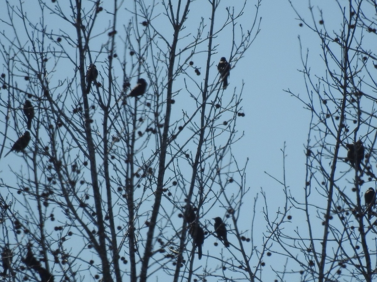 Common Grackle - ML208312711